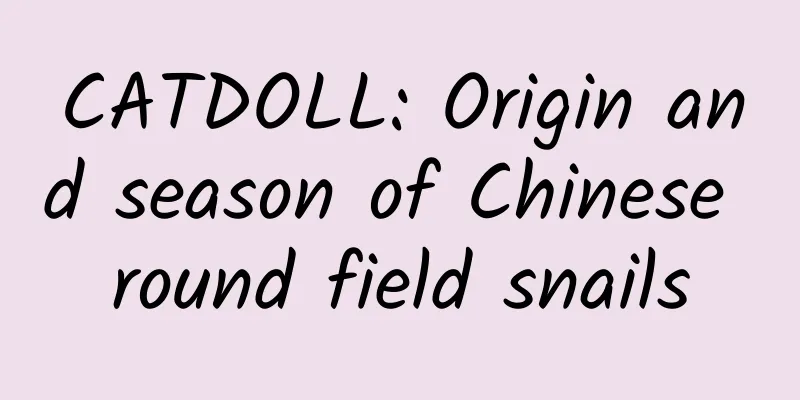 CATDOLL: Origin and season of Chinese round field snails