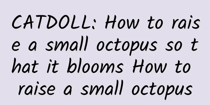CATDOLL: How to raise a small octopus so that it blooms How to raise a small octopus