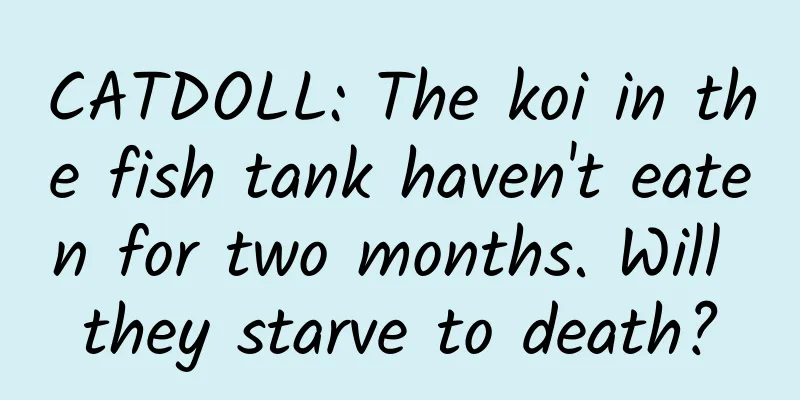 CATDOLL: The koi in the fish tank haven't eaten for two months. Will they starve to death?