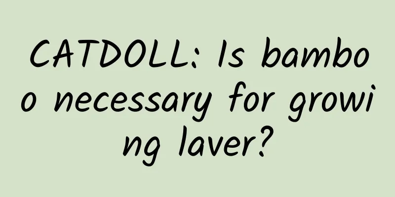 CATDOLL: Is bamboo necessary for growing laver?