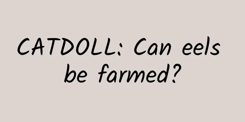 CATDOLL: Can eels be farmed?