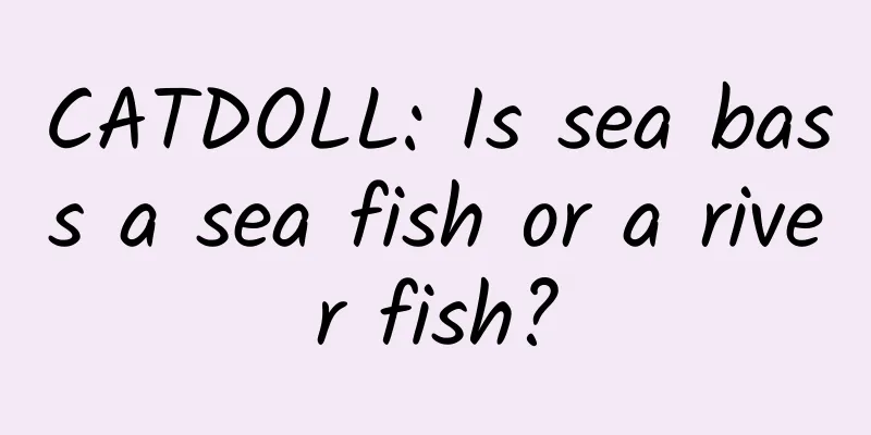 CATDOLL: Is sea bass a sea fish or a river fish?