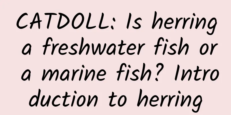 CATDOLL: Is herring a freshwater fish or a marine fish? Introduction to herring