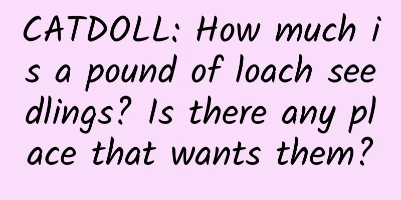 CATDOLL: How much is a pound of loach seedlings? Is there any place that wants them?