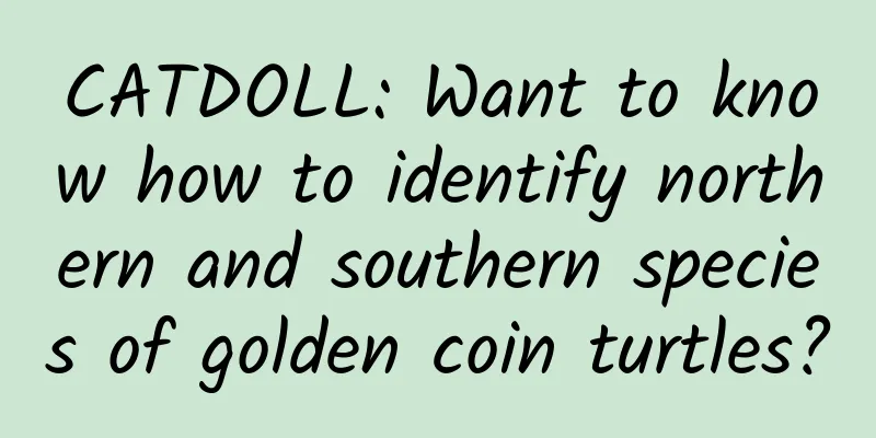 CATDOLL: Want to know how to identify northern and southern species of golden coin turtles?