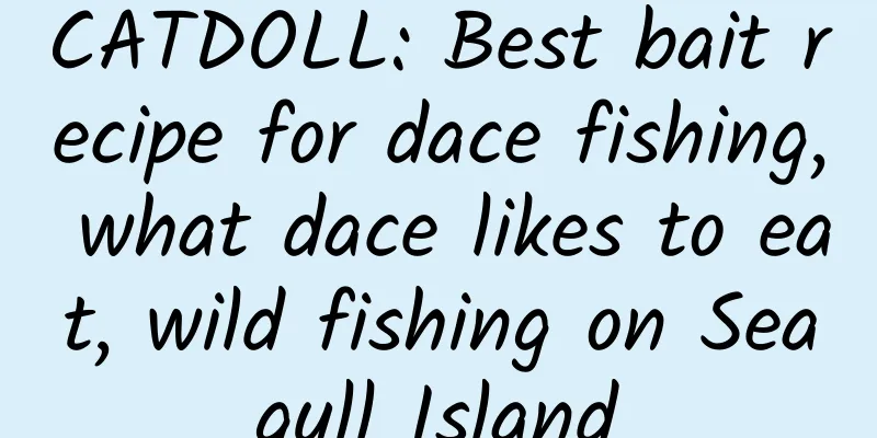 CATDOLL: Best bait recipe for dace fishing, what dace likes to eat, wild fishing on Seagull Island