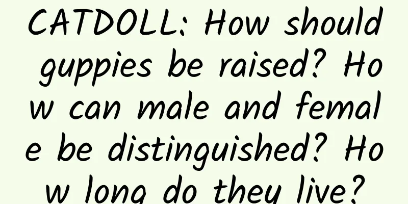 CATDOLL: How should guppies be raised? How can male and female be distinguished? How long do they live?