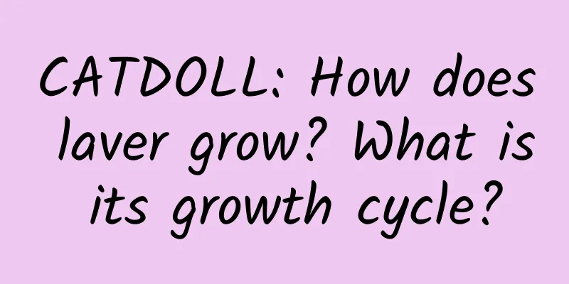 CATDOLL: How does laver grow? What is its growth cycle?