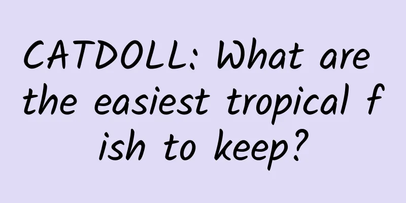 CATDOLL: What are the easiest tropical fish to keep?