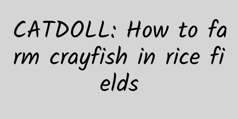 CATDOLL: How to farm crayfish in rice fields