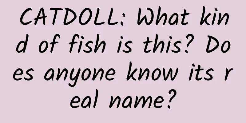 CATDOLL: What kind of fish is this? Does anyone know its real name?