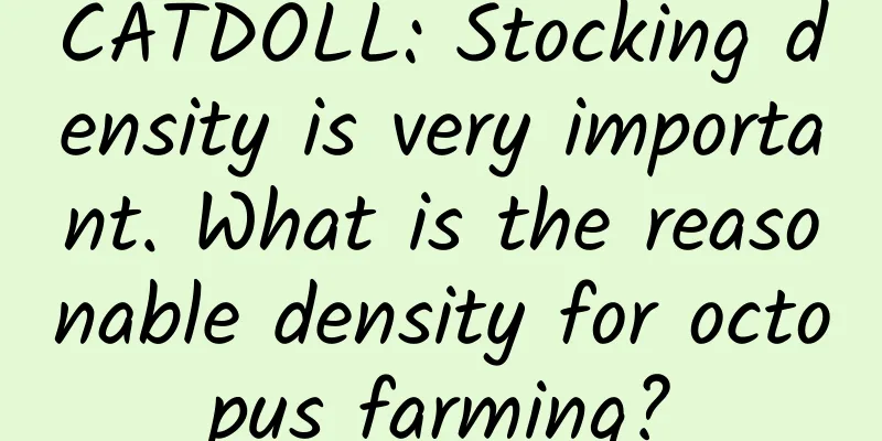 CATDOLL: Stocking density is very important. What is the reasonable density for octopus farming?
