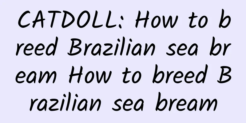 CATDOLL: How to breed Brazilian sea bream How to breed Brazilian sea bream