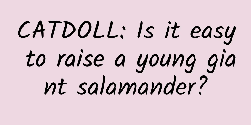 CATDOLL: Is it easy to raise a young giant salamander?
