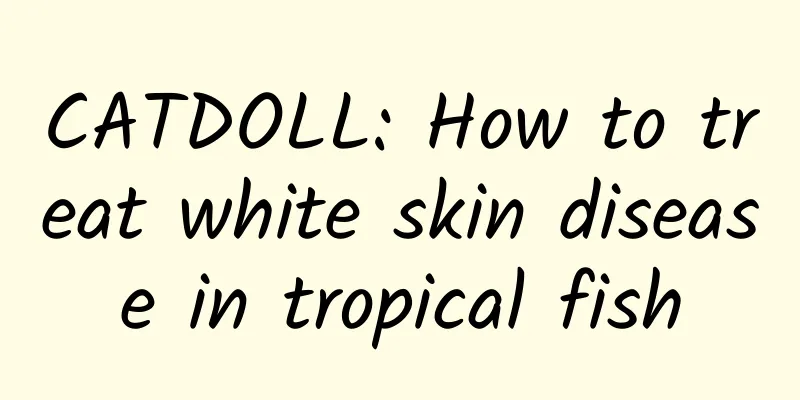 CATDOLL: How to treat white skin disease in tropical fish