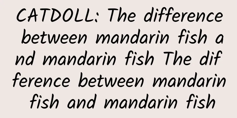 CATDOLL: The difference between mandarin fish and mandarin fish The difference between mandarin fish and mandarin fish