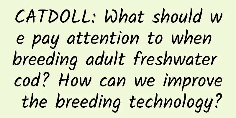CATDOLL: What should we pay attention to when breeding adult freshwater cod? How can we improve the breeding technology?