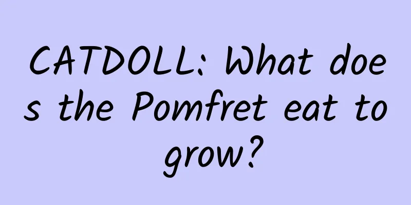 CATDOLL: What does the Pomfret eat to grow?
