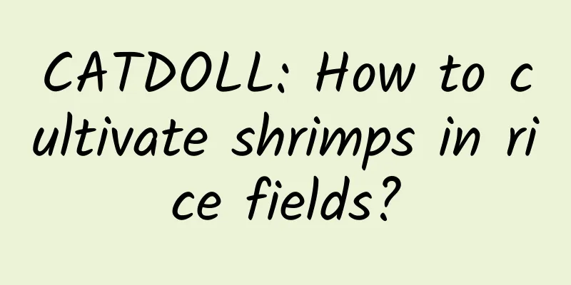 CATDOLL: How to cultivate shrimps in rice fields?
