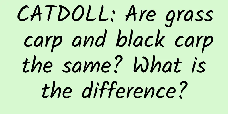 CATDOLL: Are grass carp and black carp the same? What is the difference?