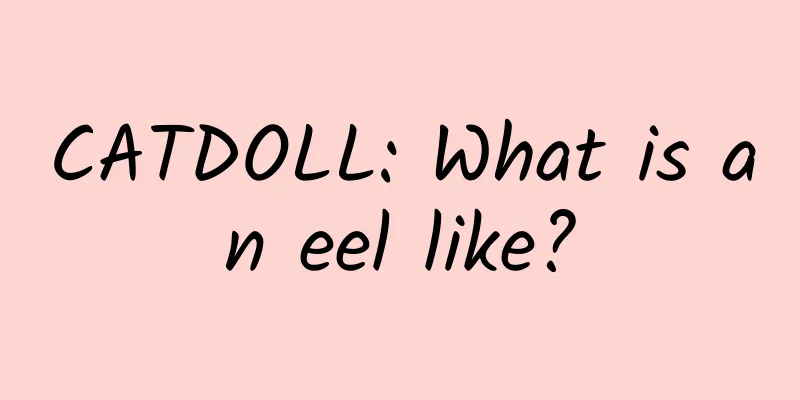 CATDOLL: What is an eel like?