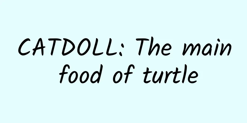 CATDOLL: The main food of turtle