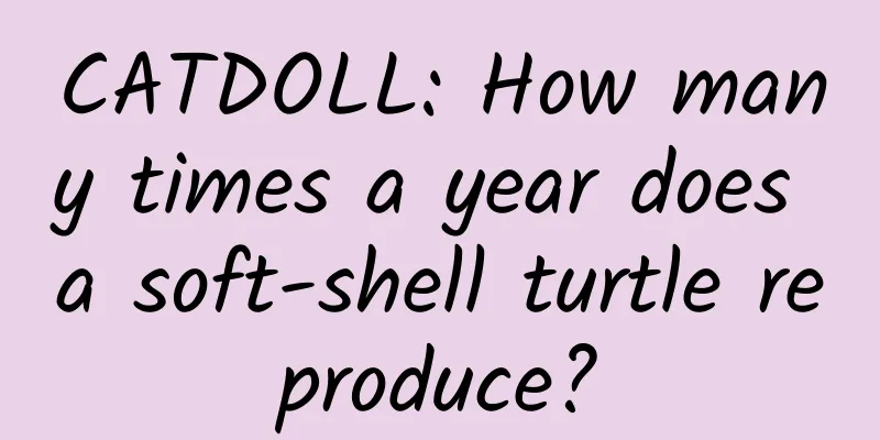 CATDOLL: How many times a year does a soft-shell turtle reproduce?
