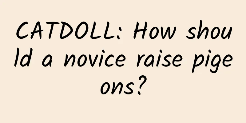 CATDOLL: How should a novice raise pigeons?