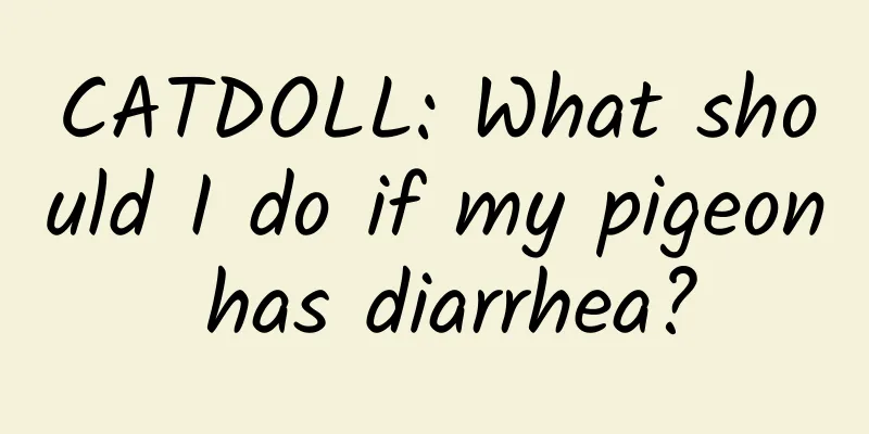 CATDOLL: What should I do if my pigeon has diarrhea?
