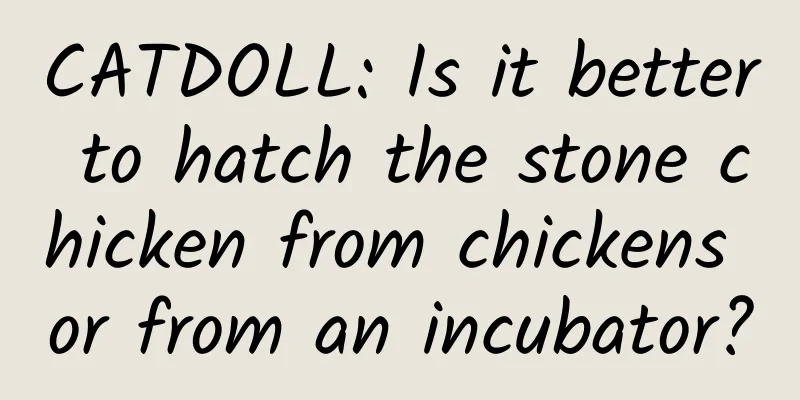 CATDOLL: Is it better to hatch the stone chicken from chickens or from an incubator?