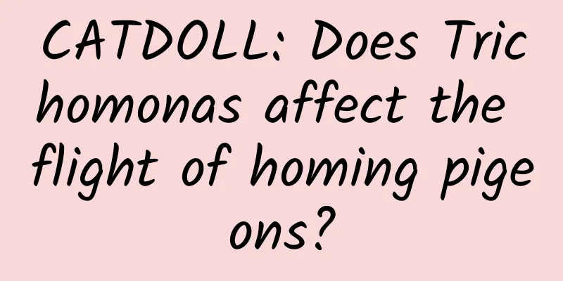 CATDOLL: Does Trichomonas affect the flight of homing pigeons?