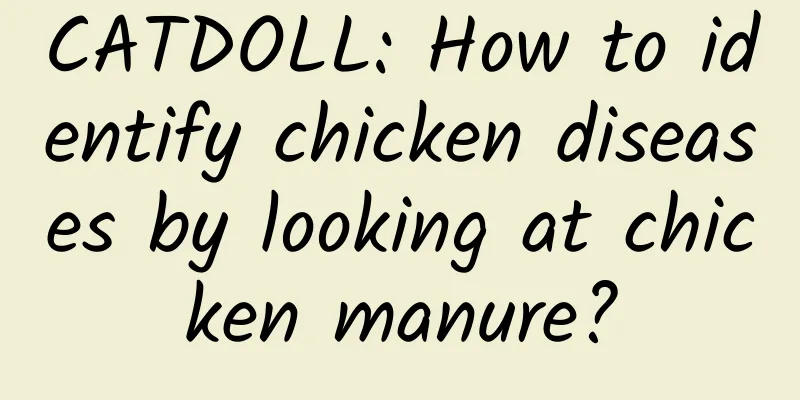 CATDOLL: How to identify chicken diseases by looking at chicken manure?