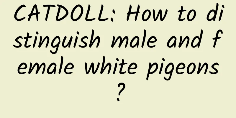 CATDOLL: How to distinguish male and female white pigeons?