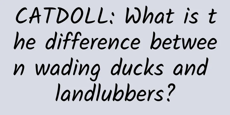 CATDOLL: What is the difference between wading ducks and landlubbers?
