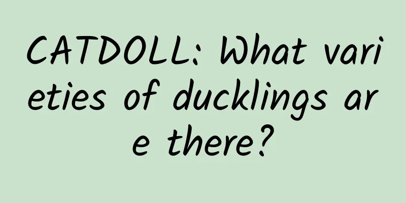 CATDOLL: What varieties of ducklings are there?