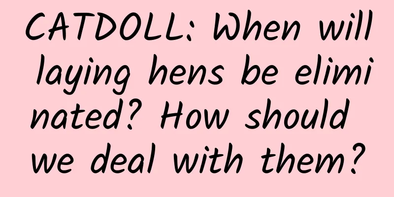 CATDOLL: When will laying hens be eliminated? How should we deal with them?