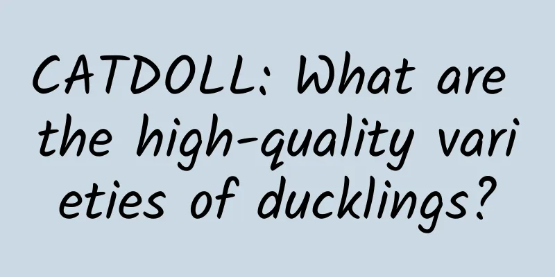 CATDOLL: What are the high-quality varieties of ducklings?