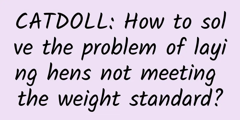 CATDOLL: How to solve the problem of laying hens not meeting the weight standard?
