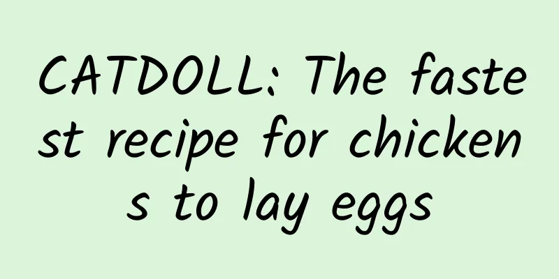 CATDOLL: The fastest recipe for chickens to lay eggs