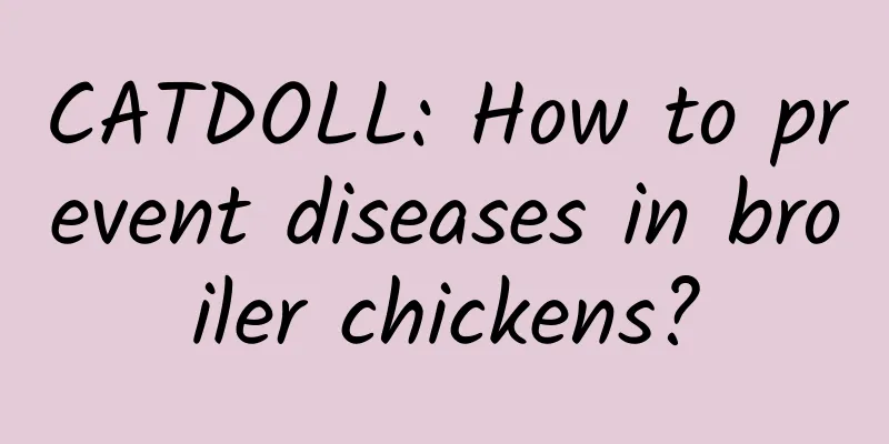 CATDOLL: How to prevent diseases in broiler chickens?