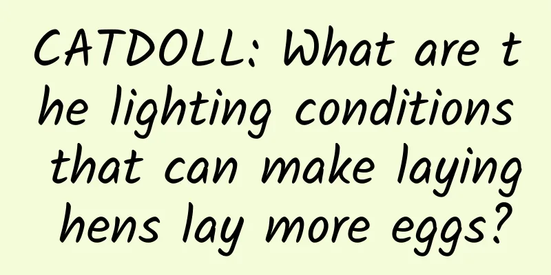 CATDOLL: What are the lighting conditions that can make laying hens lay more eggs?