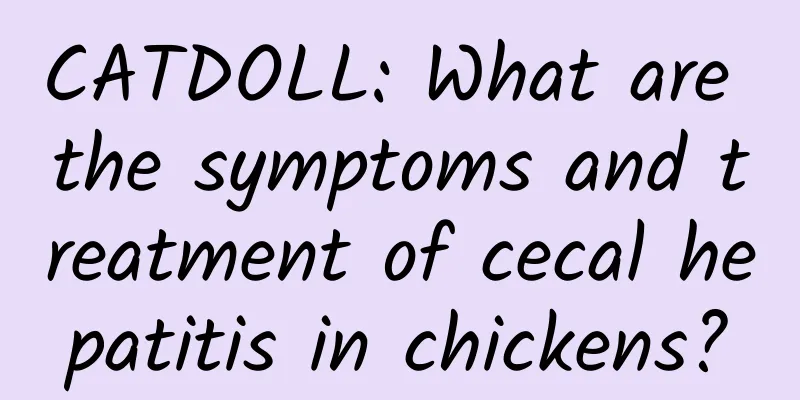 CATDOLL: What are the symptoms and treatment of cecal hepatitis in chickens?