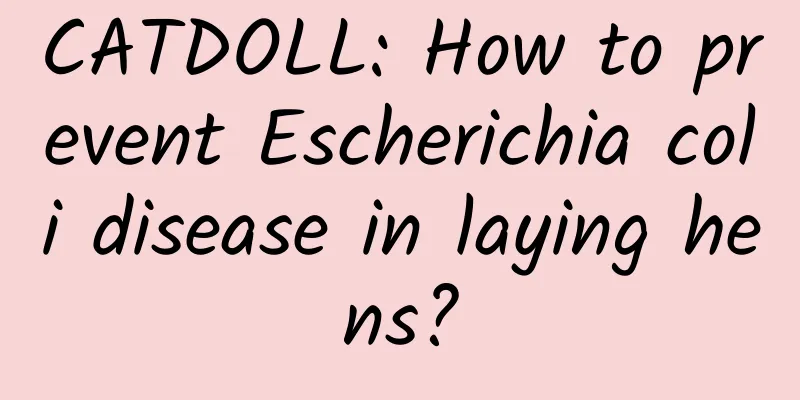 CATDOLL: How to prevent Escherichia coli disease in laying hens?