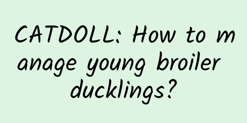 CATDOLL: How to manage young broiler ducklings?