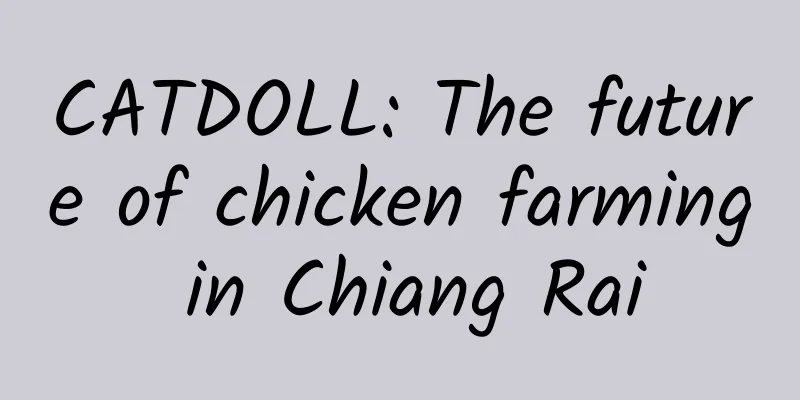 CATDOLL: The future of chicken farming in Chiang Rai