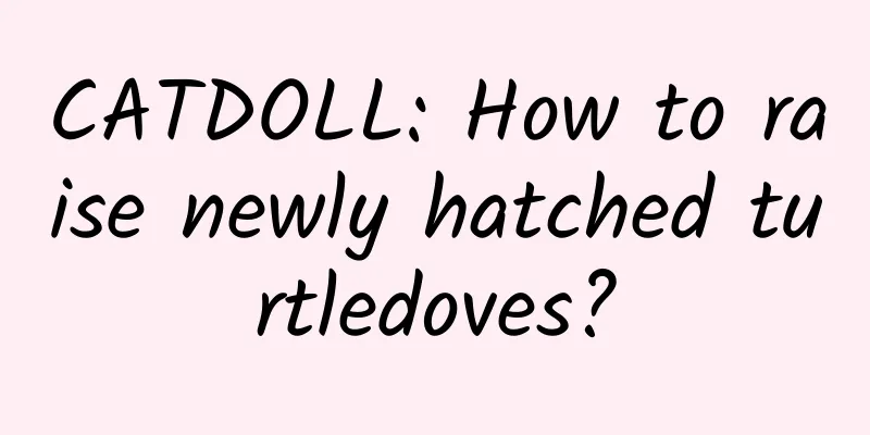 CATDOLL: How to raise newly hatched turtledoves?