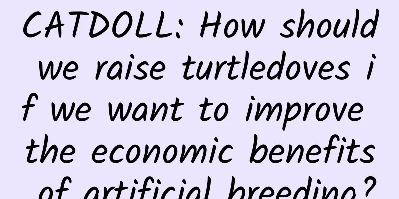 CATDOLL: How should we raise turtledoves if we want to improve the economic benefits of artificial breeding?