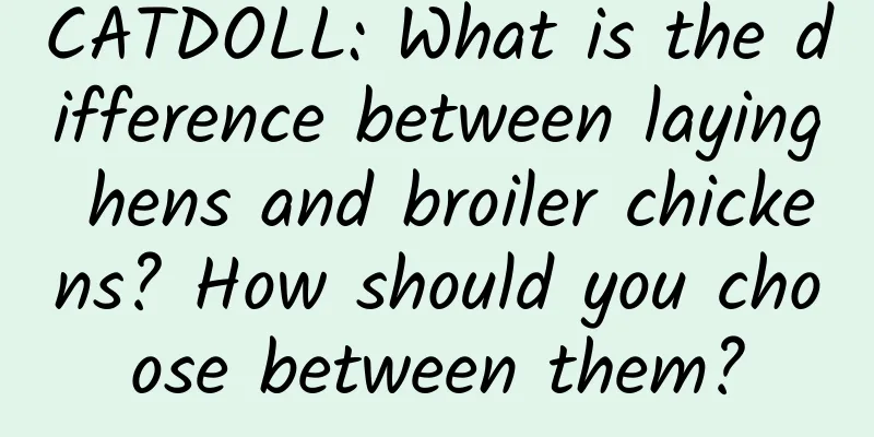 CATDOLL: What is the difference between laying hens and broiler chickens? How should you choose between them?