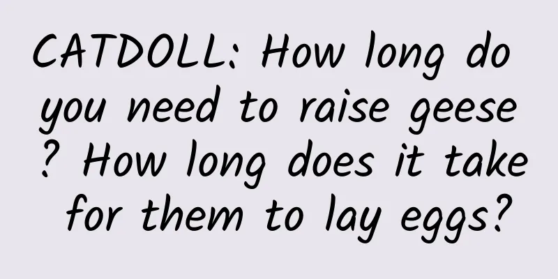 CATDOLL: How long do you need to raise geese? How long does it take for them to lay eggs?