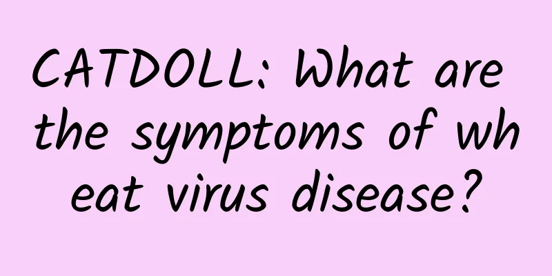 CATDOLL: What are the symptoms of wheat virus disease?